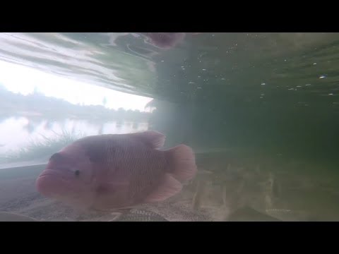 Hookers Fishing Lake Pattaya Thailand – Tapian Tank