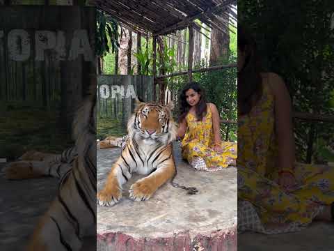 Sivangi with Tiger in Pattaya #thailand #cwc #shorts #girls